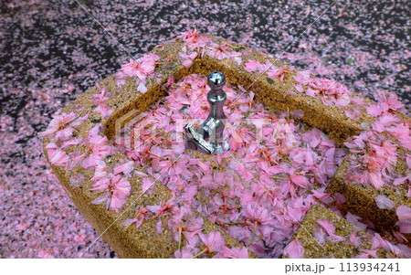 公園の水飲み場に降り積もる、八重桜の花びら 公園の水飲み場に降り積もる、八重桜の花びら 113934241