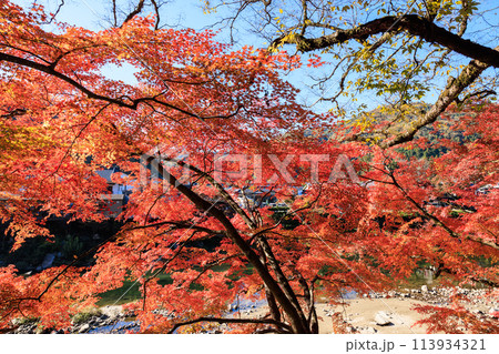 日本紅葉の名所100選　愛知県豊田市香嵐渓 113934321