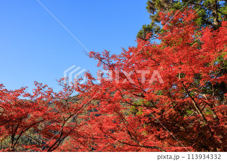 日本紅葉の名所100選 愛知県豊田市香嵐渓 日本紅葉の名所100選 愛知県豊田市香嵐渓 113934332