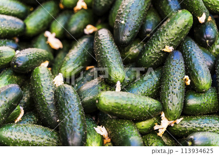 Cucumbers harvest on the supermarket counter. Farm cucumbers in boxes on a market display. Cucumbers harvest on the supermarket counter. Farm cucumbers in boxes on a market display. 113934625
