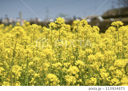 木入れが明るく照らす菜の花畑 113934873
