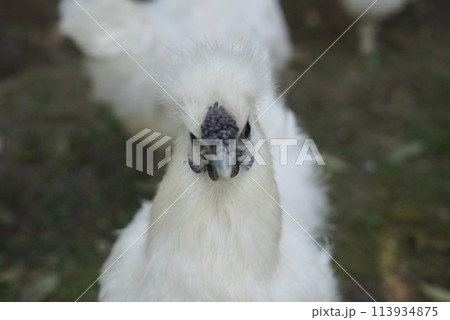 ふさふさの真っ白い烏骨鶏 113934875