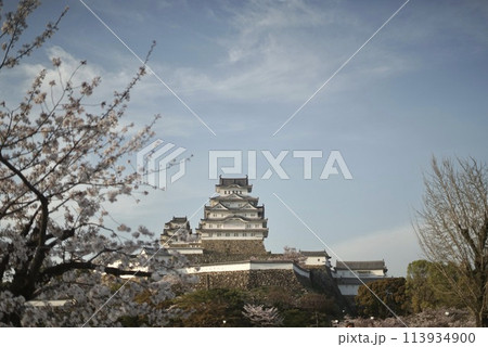 春の景色に染まった世界遺産、桜と姫路城 113934900