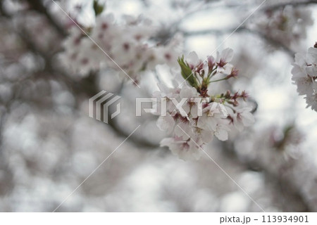 春の陽に照らされる満開の桜 113934901