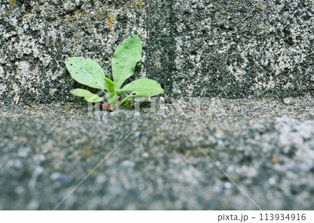 道路の隙間から出た雑草 道路の隙間から出た雑草 113934916