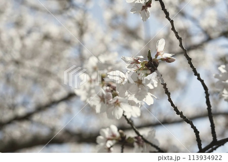 春の陽に照らされる満開の桜 113934922