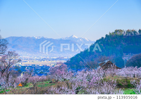 朝の光に包まれる戸隠連峰と眼下に広がるアンズの花【あんずの里】 113935016