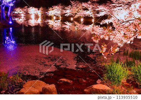 湖面に映る夜桜と花筏（臥竜公園） 113935510