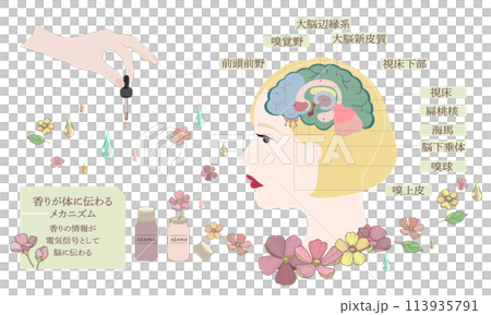 Mechanism of scent transmission to the body ・ Sensory conduction path 113935791