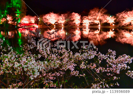 湖面に映る夜桜(臥竜公園) 湖面に映る夜桜(臥竜公園) 113936089
