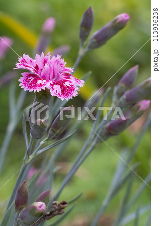 Red clove growing on a garden bed. 113936238