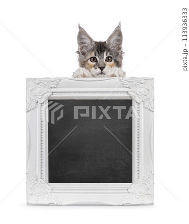 Maine Coon cat with frame on white 113936333