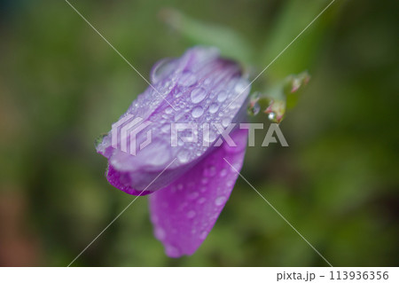 雨にうつむくピンクのアネモネ、「希望」の花言葉に花開く時へ向けて。 113936356