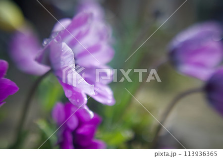 雨上がりの陽射しに花開くピンクのアネモネ。「希望」の花言葉を添えて。 113936365