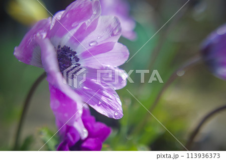 雨上がりの陽射しに花開くピンクのアネモネ。「希望」の花言葉を添えて。 113936373