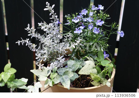 ロベリアとオレアリアの寄せ植え ロベリアとオレアリアの寄せ植え 113936506