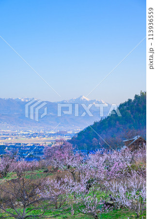朝の光に包まれる戸隠連峰と眼下に広がるアンズの花【あんずの里】 113936559