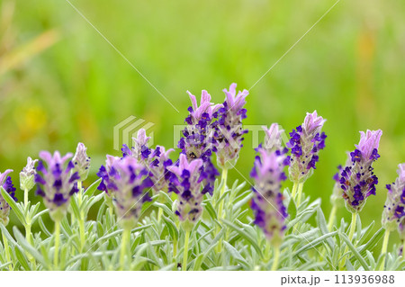 フレンチラベンダー 113936988