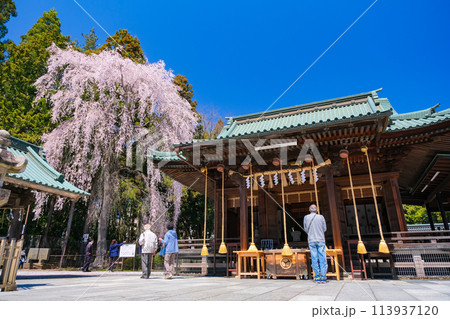 宮城県仙台市 春の仙台東照宮 拝殿 宮城県仙台市 春の仙台東照宮 拝殿 113937120