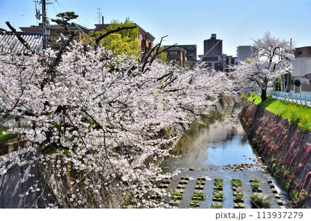 《愛知県》満開の桜が咲き誇る名古屋市山崎川 《愛知県》満開の桜が咲き誇る名古屋市山崎川 113937279