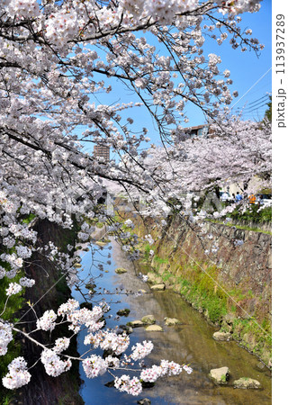 《愛知県》満開の桜が咲き誇る名古屋市山崎川 《愛知県》満開の桜が咲き誇る名古屋市山崎川 113937289