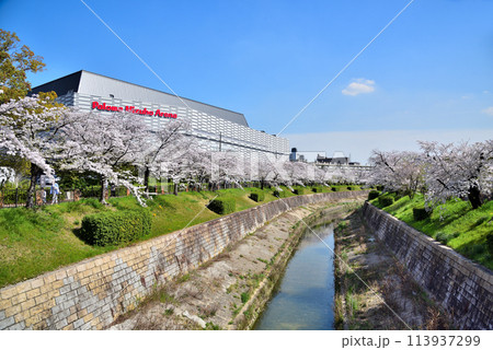 《愛知県》満開の桜が咲き誇る名古屋市山崎川と名古屋市瑞穂公園体育館 《愛知県》満開の桜が咲き誇る名古屋市山崎川と名古屋市瑞穂公園体育館 113937299