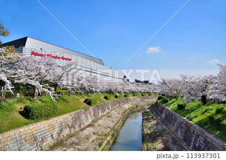 《愛知県》満開の桜が咲き誇る名古屋市山崎川と名古屋市瑞穂公園体育館 《愛知県》満開の桜が咲き誇る名古屋市山崎川と名古屋市瑞穂公園体育館 113937301