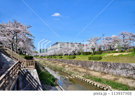 《愛知県》満開の桜が咲き誇る名古屋市山崎川と名古屋市瑞穂公園体育館 113937308