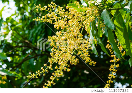 View of blooming mango flowers with green leaves on the tree. View of blooming mango flowers with green leaves on the tree. 113937382