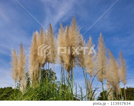 パンパスグラスの花 、 花穂 パンパスグラスの花 、 花穂 113937634