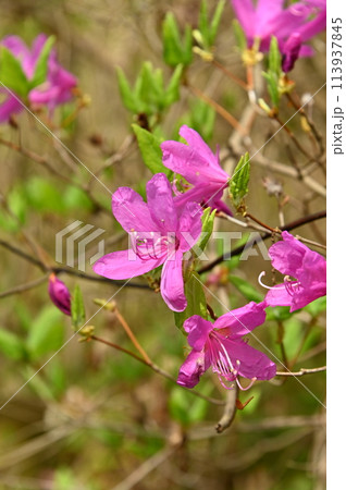 つつじの花 113937845