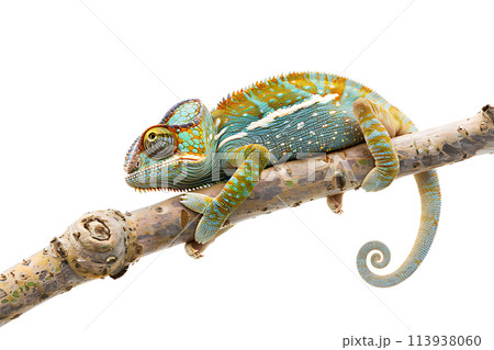chameleon wearing sunglasses on a solid color background chameleon wearing sunglasses on a solid color background 113938060