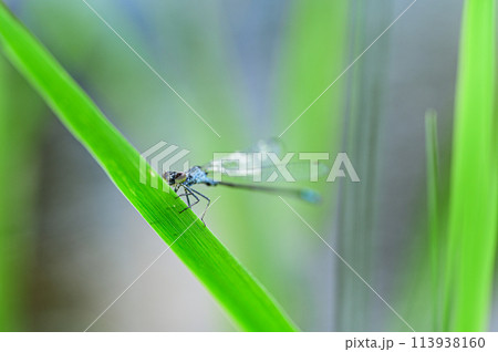 クロイトトンボ クロイトトンボ 113938160