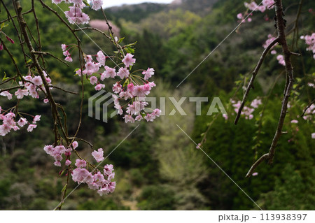 八木山川の枝垂れ桜風景 八木山川の枝垂れ桜風景 113938397