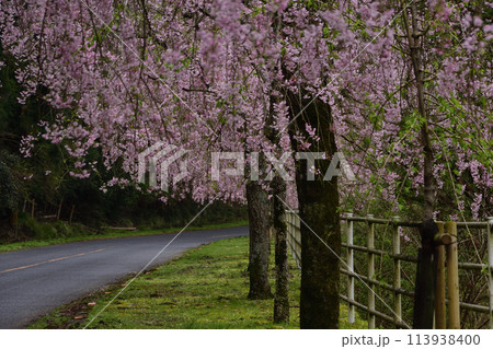八木山川の枝垂れ桜風景 八木山川の枝垂れ桜風景 113938400