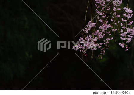 八木山川の枝垂れ桜風景 八木山川の枝垂れ桜風景 113938402