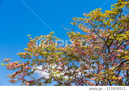 咲き始めた新緑のハナミズキ 113938521