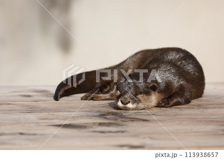 伏せて眠るコツメカワウソ 113938657