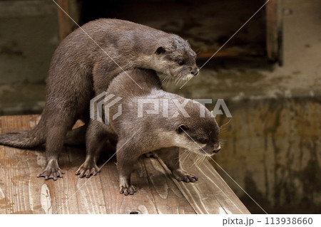 抱き合って見下ろすカワウソたち 113938660