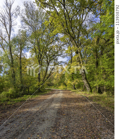 Gemenc, unique forest between Szekszard and Baja, Dunaj-Drava National Park, Hungary 113938792
