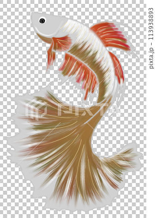 Beauty fighting fish art no background Beauty fighting fish art no background 113938893