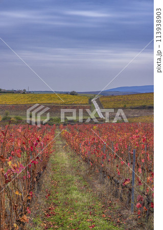 Autumn vineyard near Eger, Matra a Bukk mountains, Heves, Hungary Autumn vineyard near Eger, Matra a Bukk mountains, Heves, Hungary 113938903