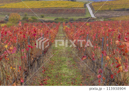 Autumn vineyard near Eger, Matra a Bukk mountains, Heves, Hungary Autumn vineyard near Eger, Matra a Bukk mountains, Heves, Hungary 113938904