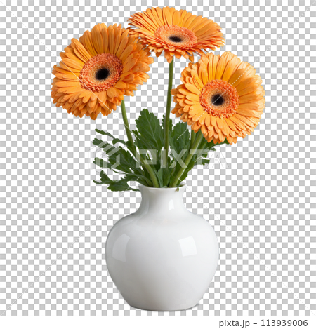 Gerbera Daisy large vibrant yellow and orange blooms in a modern white ceramic vase Gerbera 113939006