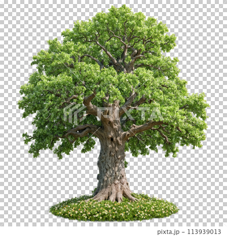 Oak Tree majestic tree with a thick gnarled trunk and broad spreading branches covered in 113939013