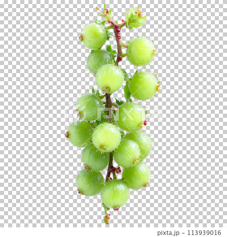 Gooseberry Bush spiny stems and small green berries Ribes uva crispa Final image should be 113939016