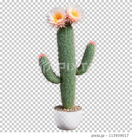 Fishbone Cactus long flat zigzagging stems with prominent ridges in a modern geometric ceramic pot 113939017