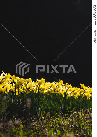 ラッパ水仙 ラッパ水仙 113939032