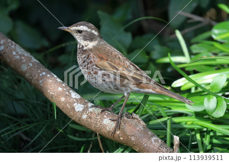 枝に止まったツグミ 113939511
