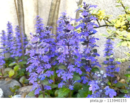 鮮やかな紫の花を咲かせた庭のセイヨウジュウニヒトエ1 113940155